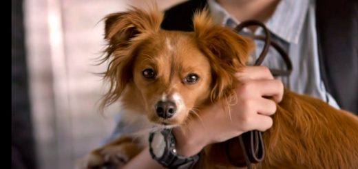 Heartwarming dog movies on Netflix