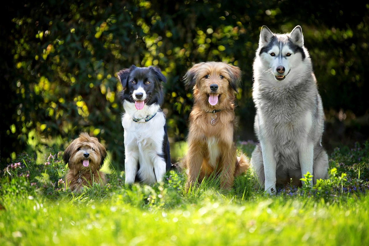 Dogs