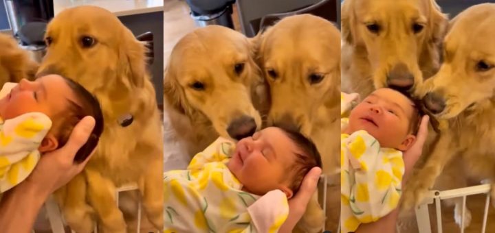 Two golden retriever dogs welcome their new baby sister