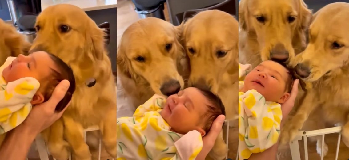 Two golden retriever dogs welcome their new baby sister