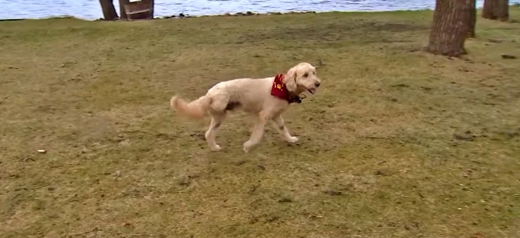 Gus the Goldendoodle