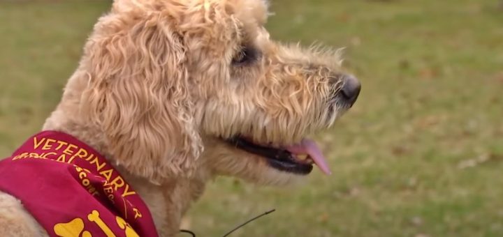 Gus the three-legged Goldendoodle