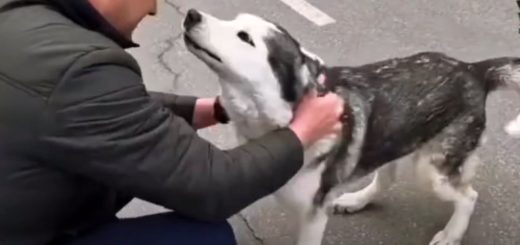 Husky reunites with owner in Bucha during Ukraine war
