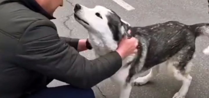 Husky reunites with owner in Bucha during Ukraine war