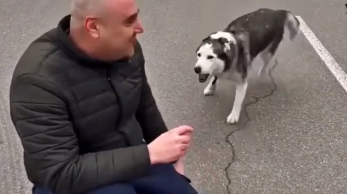Husky reunites with owner in Bucha during Ukraine war