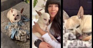 Owner Of World's Oldest Dog Offers Secret To 21-Year-Old's Longevity