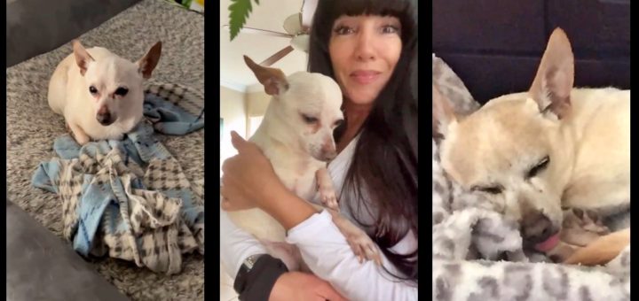 A 21-year-old Chihuahua is now the World's Oldest Dog