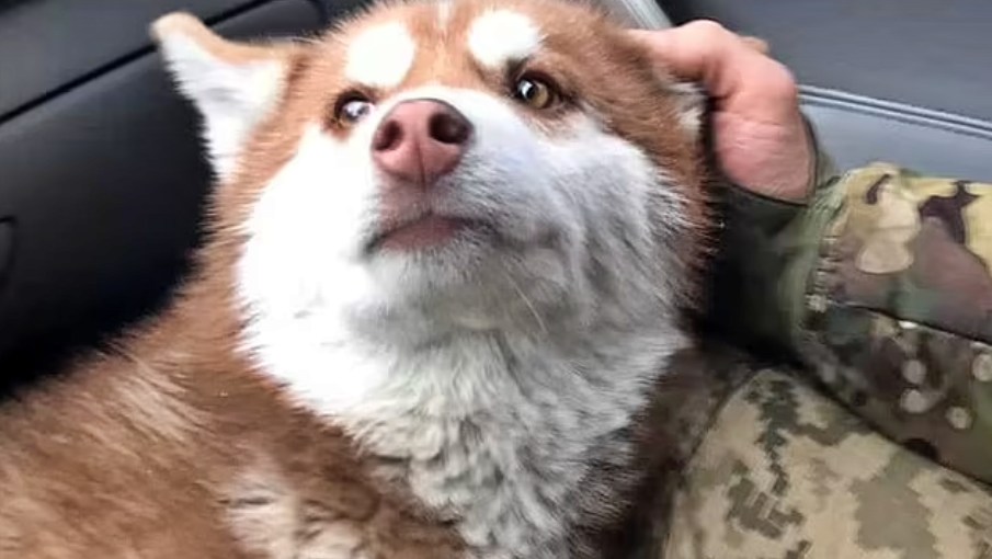 Yukki the Husky with Andriy Smirnov