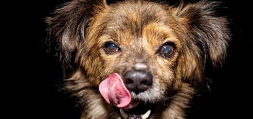 Alsator Moody Dean Unglert Bachelor