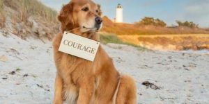 Boston Marathon Therapy Dog Spencer Is back After Cancer