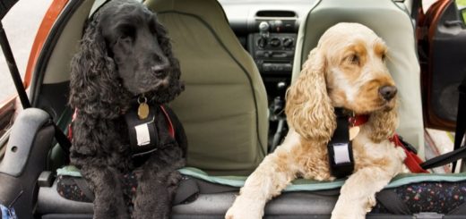 How To Keep Your Dog Safe During A Car Trip