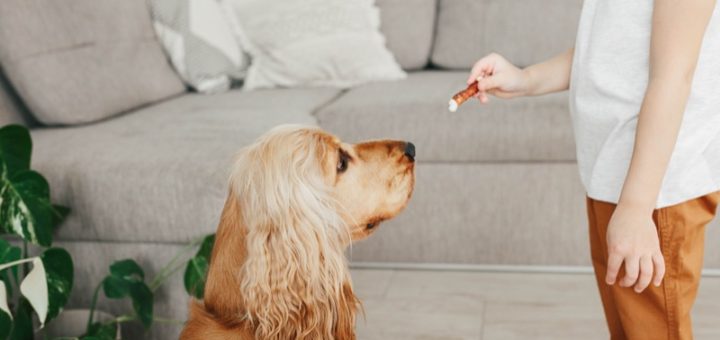 What Foods Should Dogs Definitely Not Eat?