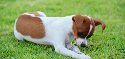 Why Do Dogs Eat Grass?