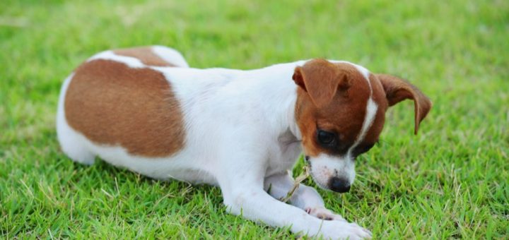 Why Do Dogs Eat Grass?