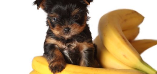 Can Dogs Eat Bananas?