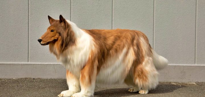Japanese man orders collie dog costume