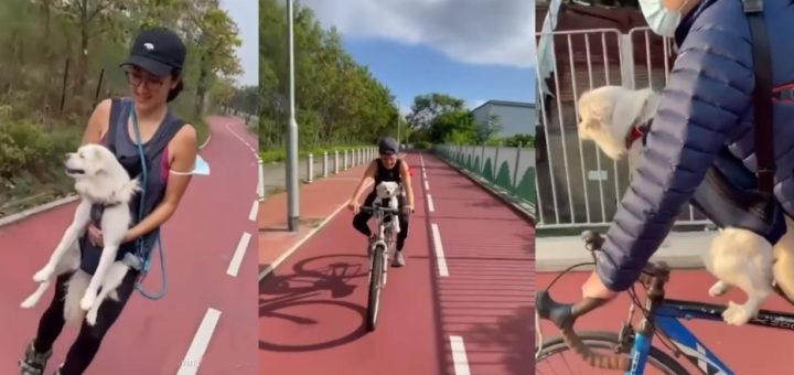 Dog given a harness to go skating and cycling