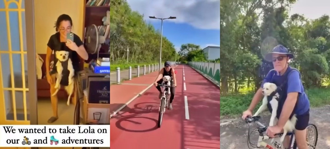 Dog goes cycling and skating