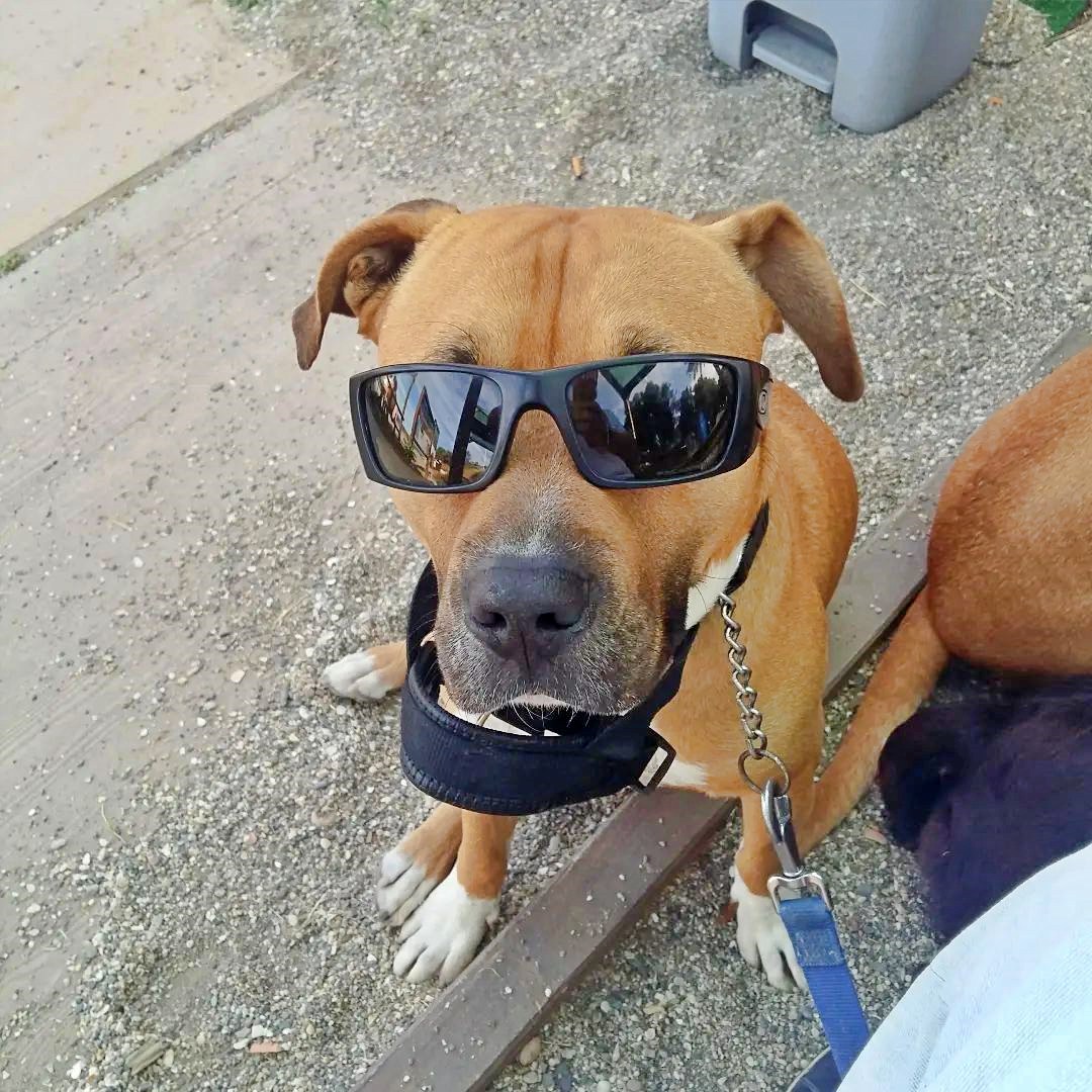 Homie the American Staffy