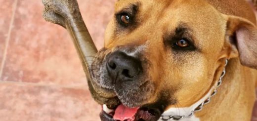 Homie the American Staffy