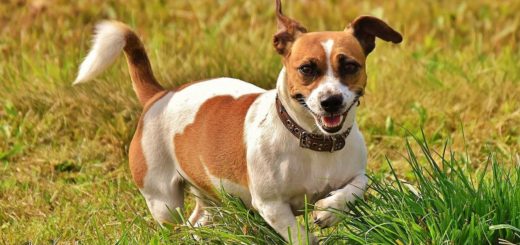 Patron, a mine-sniffing Jack Russell in Ukraine