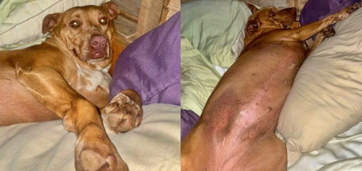 Couple awakens to strange dog in their bed