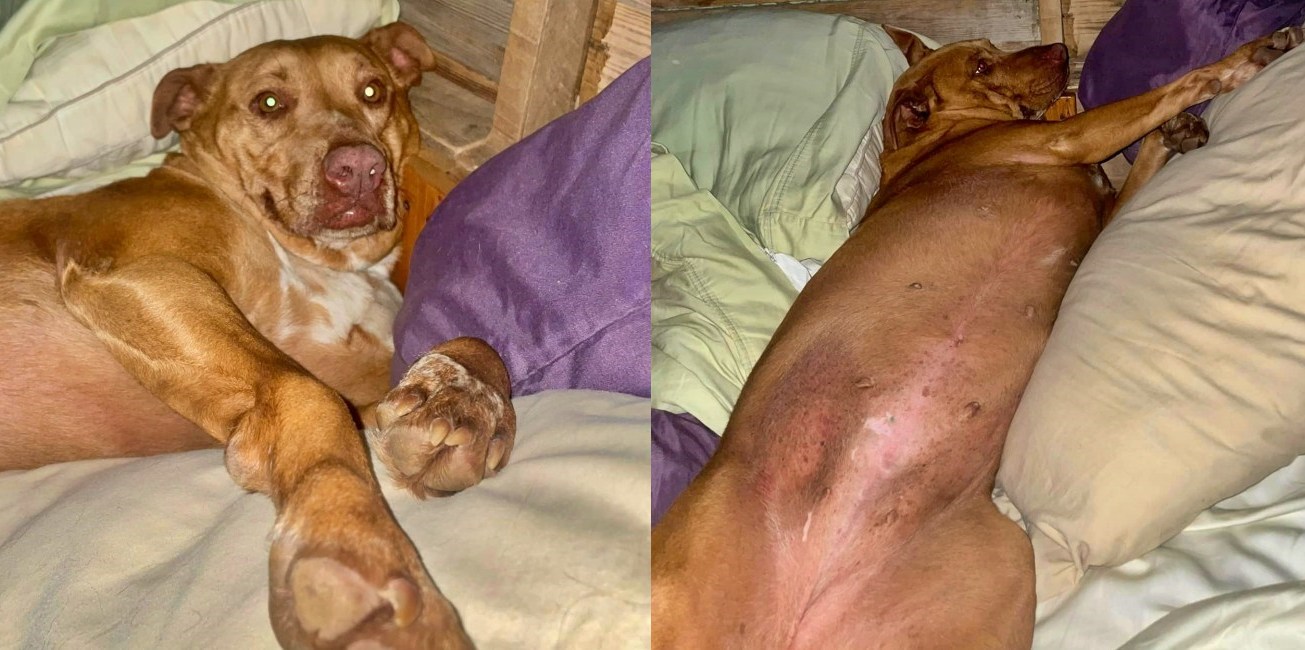 Couple awakens to strange dog in their bed
