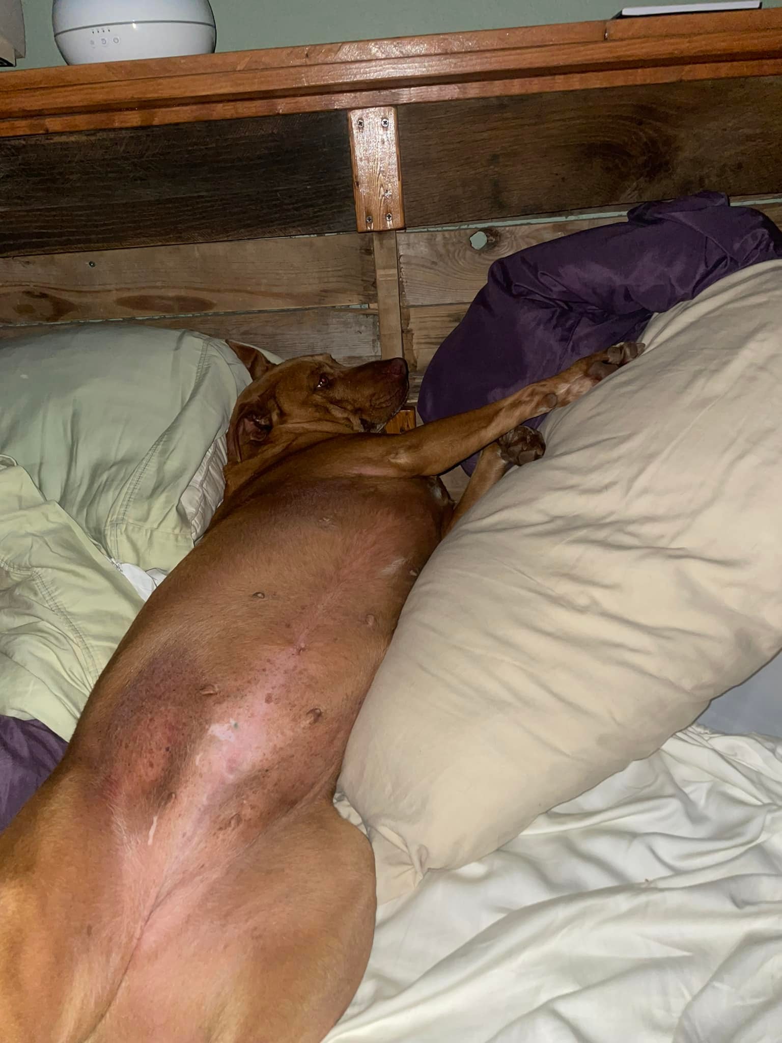Couple wakes up to strange dog in their bed