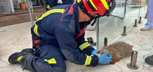 Firefighters in Madrid, Spain rescue a puppy