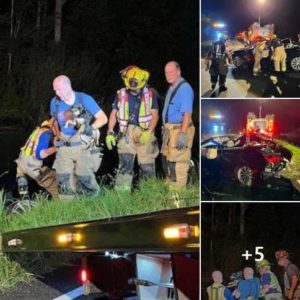 Dog Rescue News Firefighters Save Pup From Death By Drowning