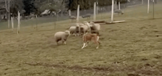 OMG Cute Moments When Dog Adoption Saves A Rejected Lamb