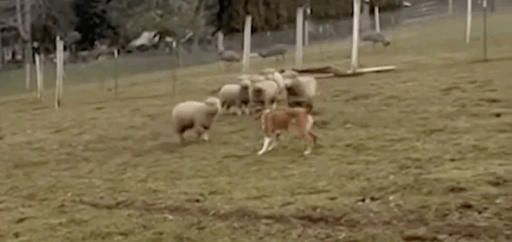 OMG Cute Moments When Dog Adoption Saves A Rejected Lamb