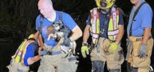 Dog Rescue News: Firefighters Save Pup From Death By Drowning