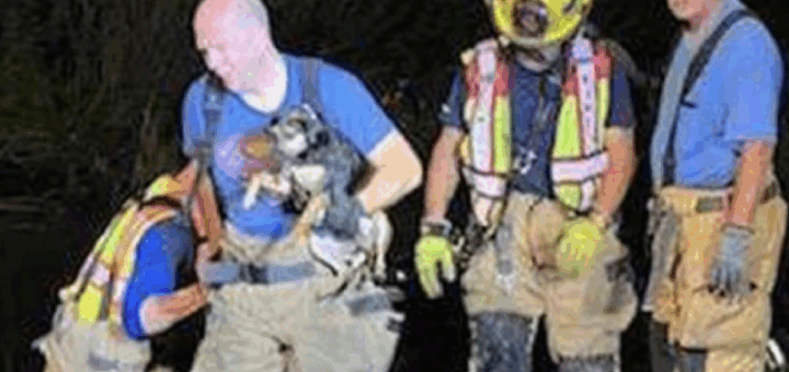 Dog Rescue News: Firefighters Save Pup From Death By Drowning