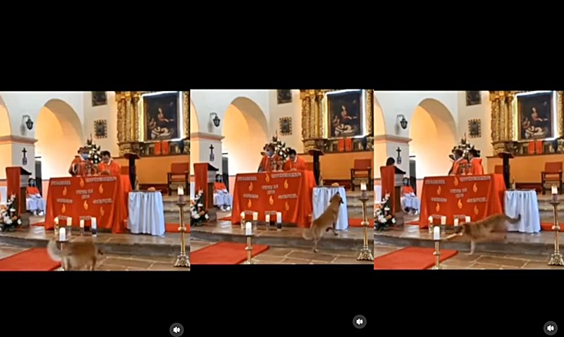 Funny Dog Incident gets Church Goers Laughing Out Loud