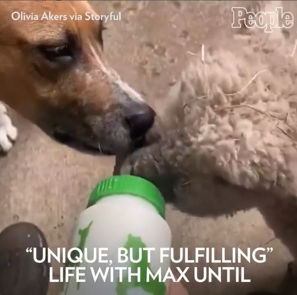 OMG Cute Moments When Dog Adoption Saves A Rejected Lamb