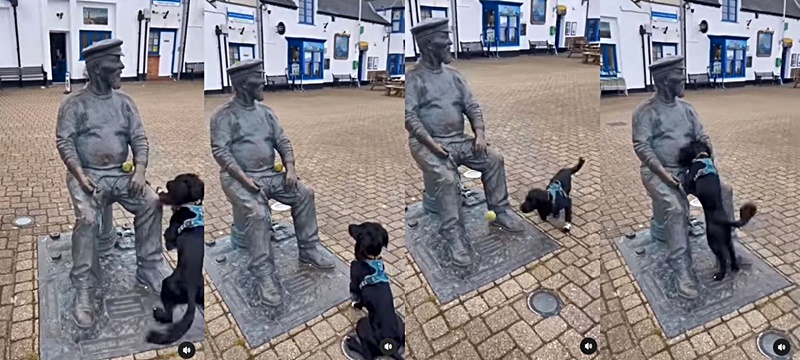 Playful Dog Looking For Some Engagement Charms Animal Lovers