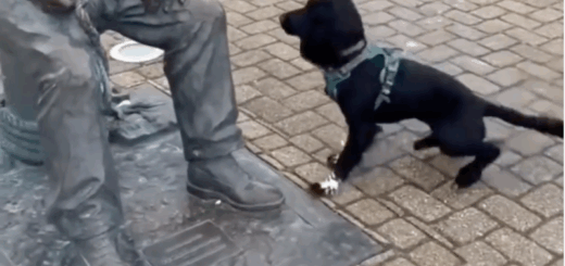 Playful Dog Looking For Some Engagement Charms Animal Lovers