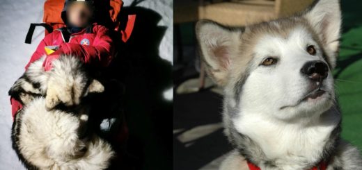 North the Alaskan malamute dog saved a hiker from hypothermia