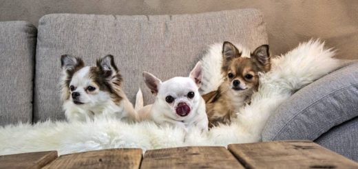 Ukrainian woman evacuated 30 Chihuahuas from Mariupol