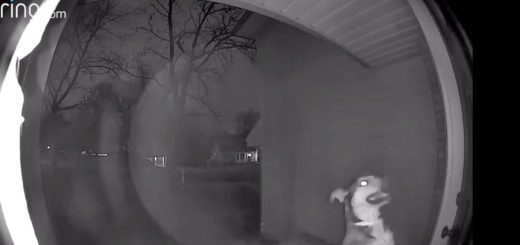 Dog escapes pet hotel and gets caught on security video