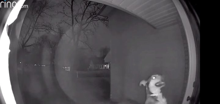 Dog escapes pet hotel and gets caught on security video