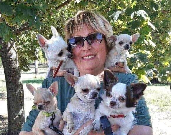 Irina Petrova and Chihuahua dogs