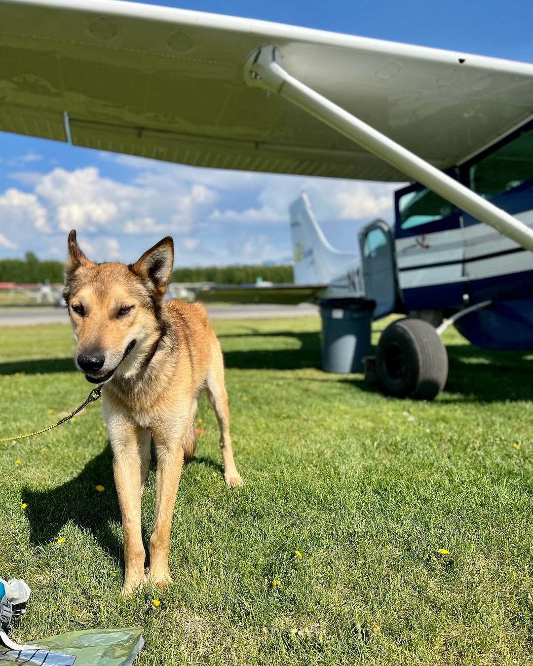 Leon, an Iditarod sled dog has been found after 3 months