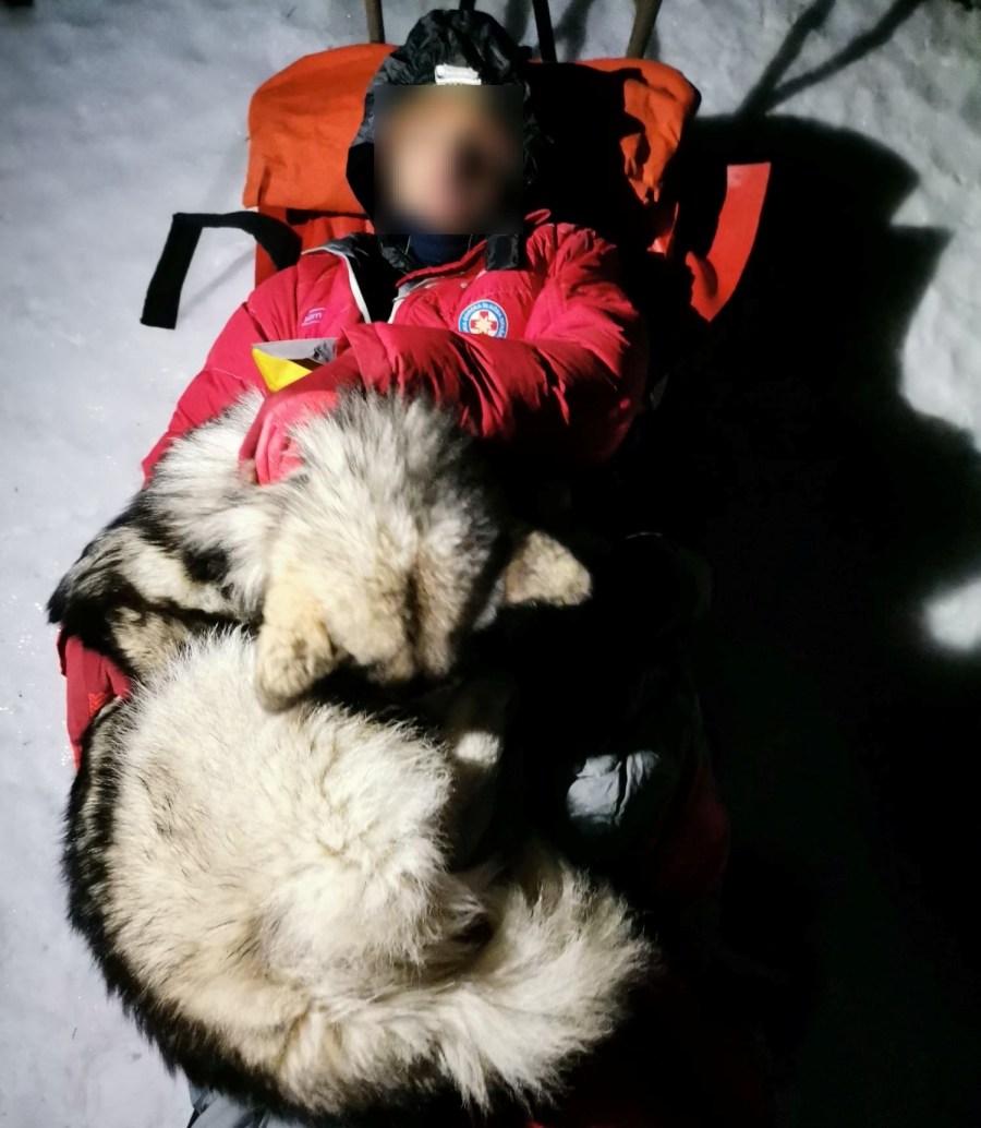 North the Alaskan Malamute