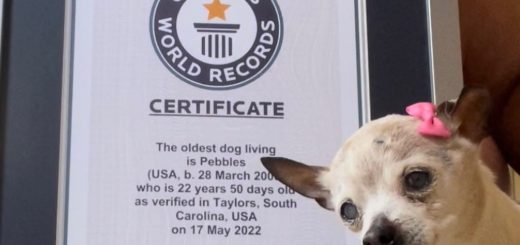 Pebbles holds the Guinness World Record for oldest living dog in the world