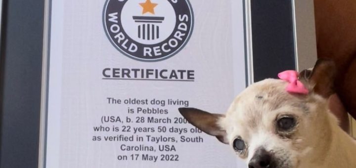 Pebbles holds the Guinness World Record for oldest living dog in the world