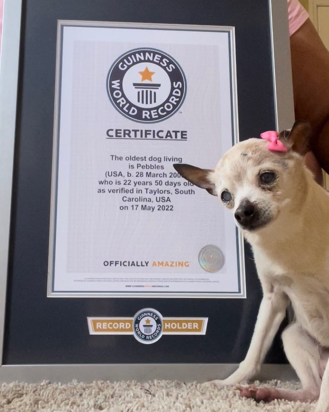 Pebbles holds the Guinness World Record for oldest living dog in the world