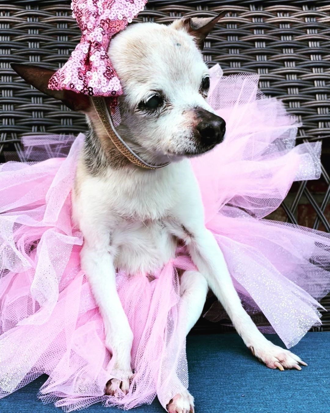 Pebbles holds the Guinness World Record for oldest living dog in the world