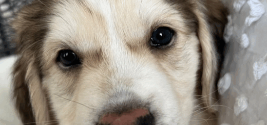 Twitter Influencer Catturd Finally Chooses Which Trending Puppies To Keep